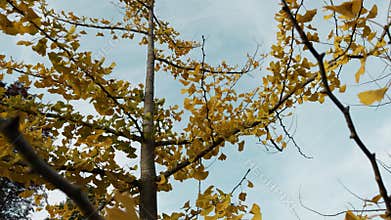 Yellow mountain leaves in autumn season in Trentino Alto Adige Italy
