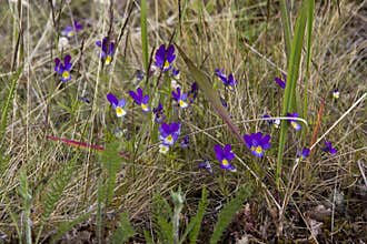 Purple flowers of field violet in the grass
