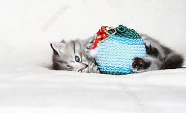 Puppy of siberian cat with Christmas ball