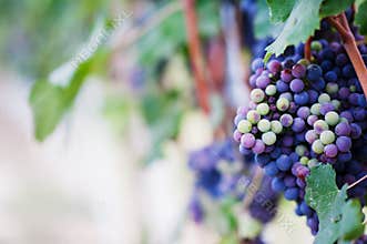 Red wine grape