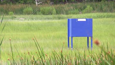 Horsefly trap in marsh