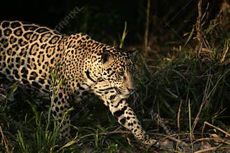 Jaguar, Panthera onca