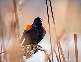 Red-Winged Blackbird Singing On A Cattail