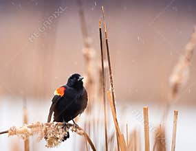 Red-Winged Blackbird Sitting On A Cattail