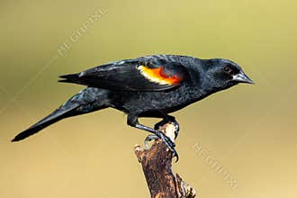 Red-Winged Blackbird Sitting On A Branch