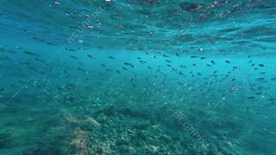 Underwater Snorkelling marine fish crystal blue waters Mediterranean Cyprus
