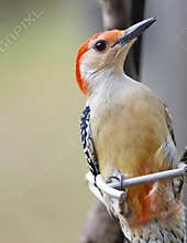 Red-Bellied Woodpecker