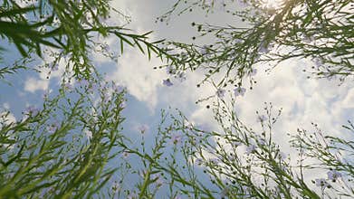 A green stems and bloom blue flowers of flax in a field