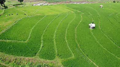 erial panorama of agrarian rice fields landscape in the village of Central Java,