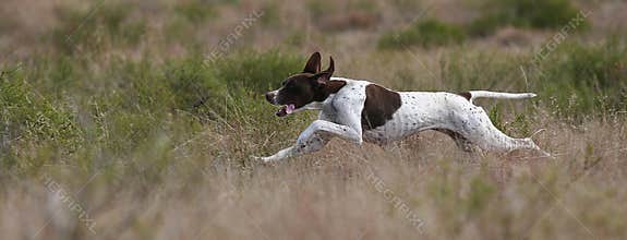 English pointer running