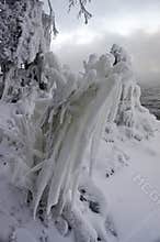 A bush by the lake, iced over after a storm
