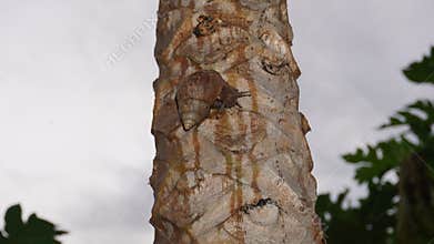 Snails crawl up papaya trees to get food. hunting photos of slimy animals. photo hunting in the morning