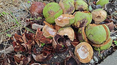 dump coconut fruit waste after being consumed.