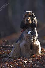 Dog in Forest