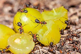 Funny ants steal grapes from a plate, white background