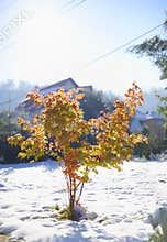 Maple tree in late autumn