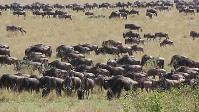 Wildebeest migration