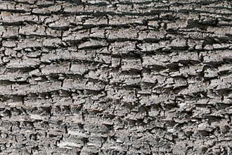 Tree trunk, close-up. Tree bark texture. Natural background. The rough, cracked surface