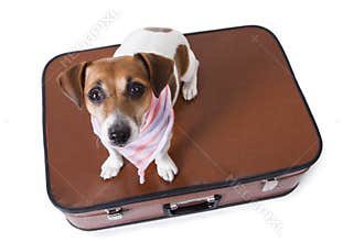 Traveling jack russell terrier dog