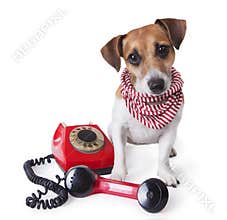 Call center dog phone