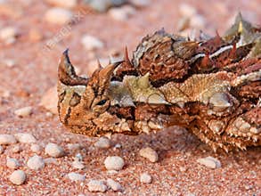 Thorny Devil (Moloch horridus) in Australia