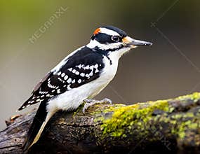 Hairy Woodpecker Bird On Mossy Log