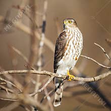 Sharp-Shinned Hawk Sitting In A Tree