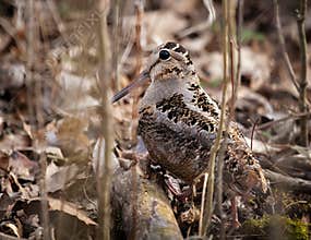 American Woodcock Bird Hiding In The Forest