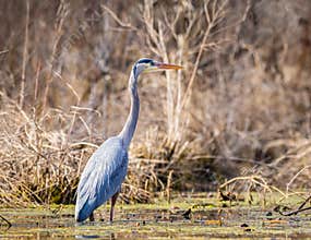Great Blue Heron Hunting For Fish In A Lake