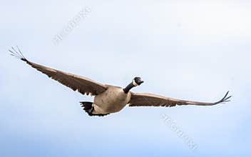 Canada Goose Flying In Blue Sky With Outstretched Wings
