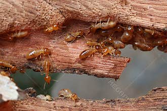 Termites are small insects that live in underground nests and termite mounds. Termites can consume wooden structures of a house