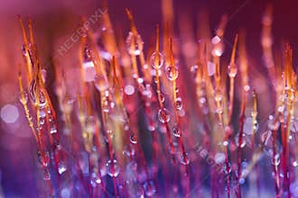 Moss macro
