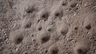 The nest of the turtle retreat which has the scientific name Myrmeleontidae. photo hunting in nature
