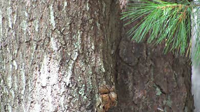 Squirrel eating nuts