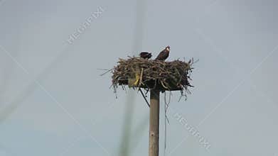 Nesting osprey on Cape Cod