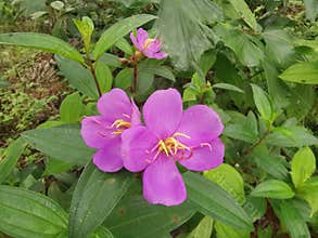 the wild melastoma malabathricum affine flowery weed plant.
