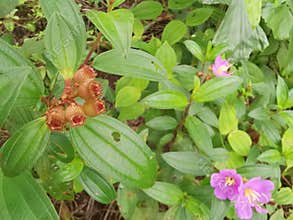 the wild melastoma malabathricum affine flowery weed plant.