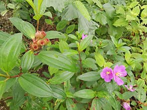 the wild melastoma malabathricum affine flowery weed plant.