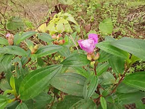the wild melastoma malabathricum affine flowery weed plant.
