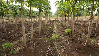 view of the papaya garden in the village. photo hunting in the morning