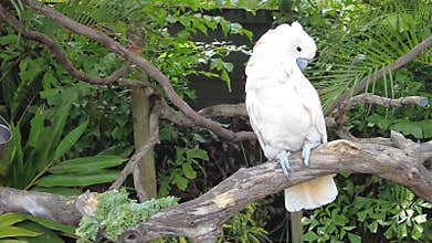A Salmon Crested Cockatoo perching on the branch