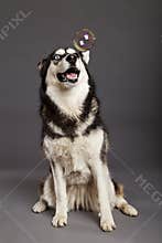 Siberian Husky Studio Portrait with Floating Bubble