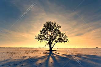 Lonely oak tree on a snowy field. Winter sunset or sunrise