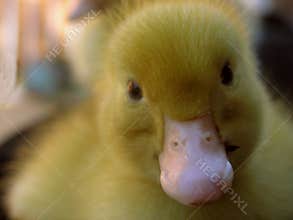 Fluffy Duckling Close Up