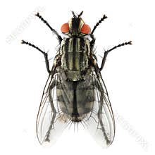 The House Fly ( Musca domestica ).