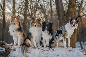 Four dogs are sitting on a fallen snowy tree in the forest and looking at their owner.