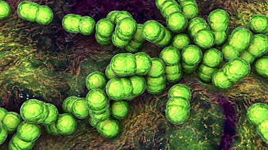 Gram-positive bacteria Streptococcus pyogenes