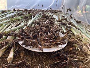 Grasshopper Patanga , Bombay locust farm.
