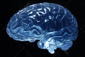 Brain model