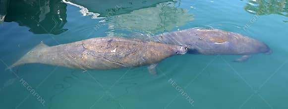 The large manatee or sea cow, with a younger companion.